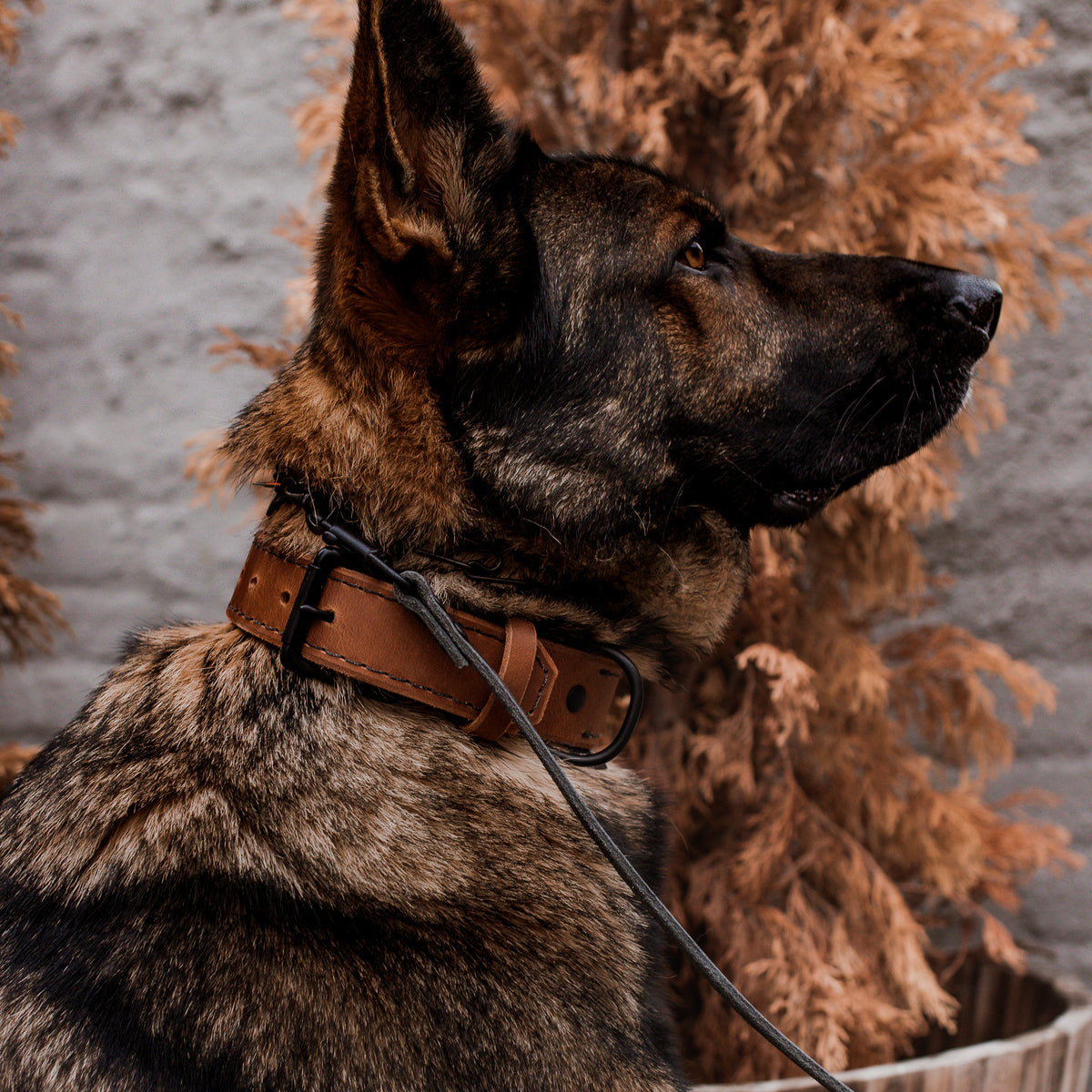 Water Buffalo 1.5" Collar
