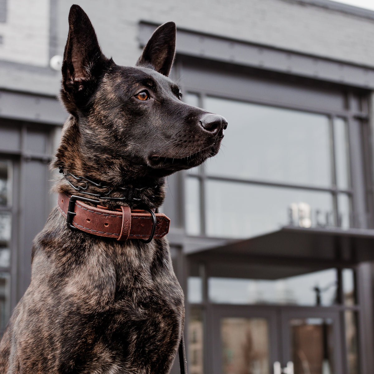 Water Buffalo 1.5" Collar