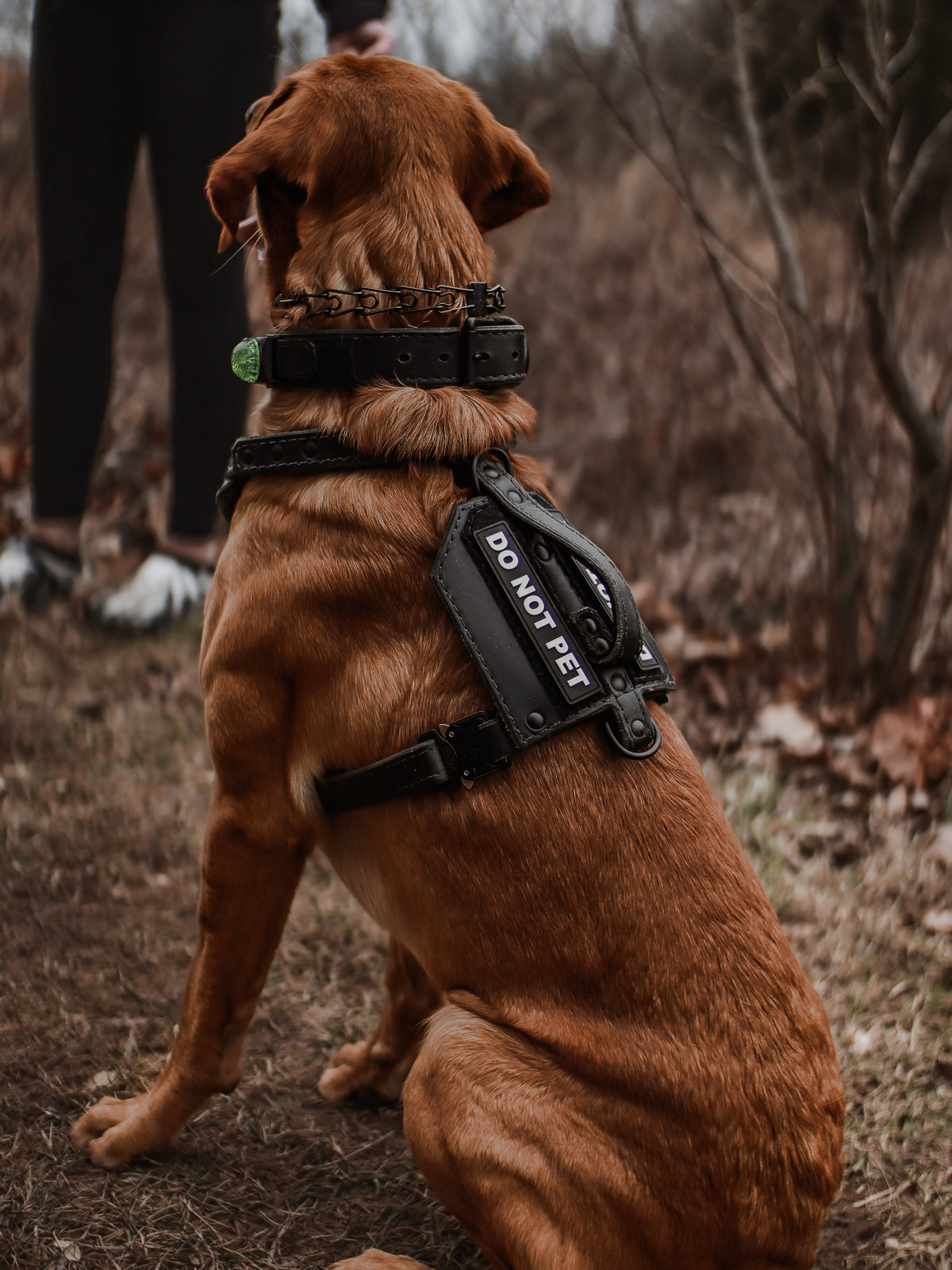 The Renegade Harness V2