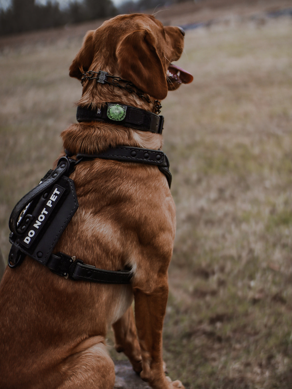 The Renegade Harness V2