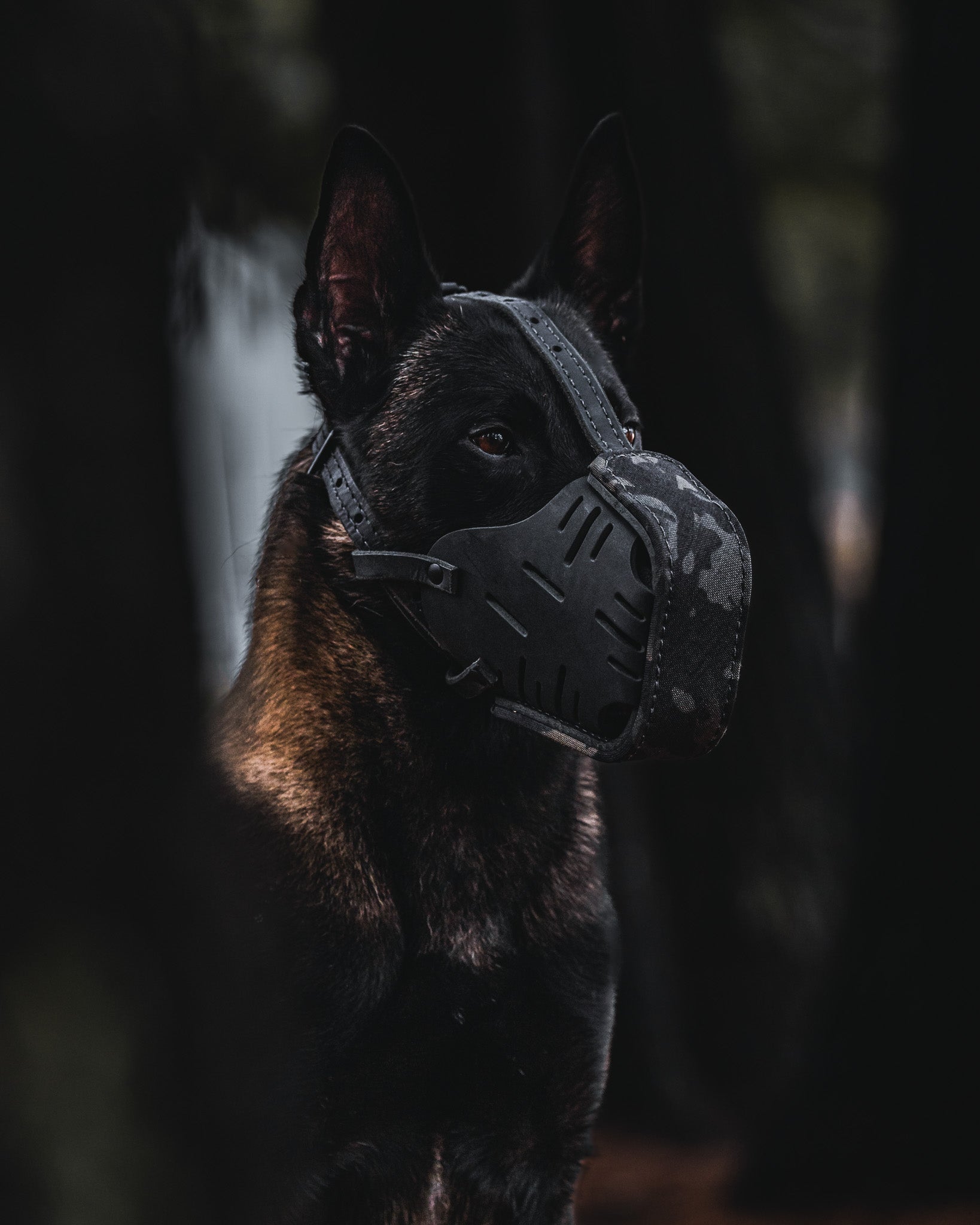 Three-quarter portrait of the working dog wearing the Black Multicam Cordura Wrapped Dog Muzzle