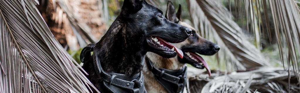 Shop All – The Golden Ranch