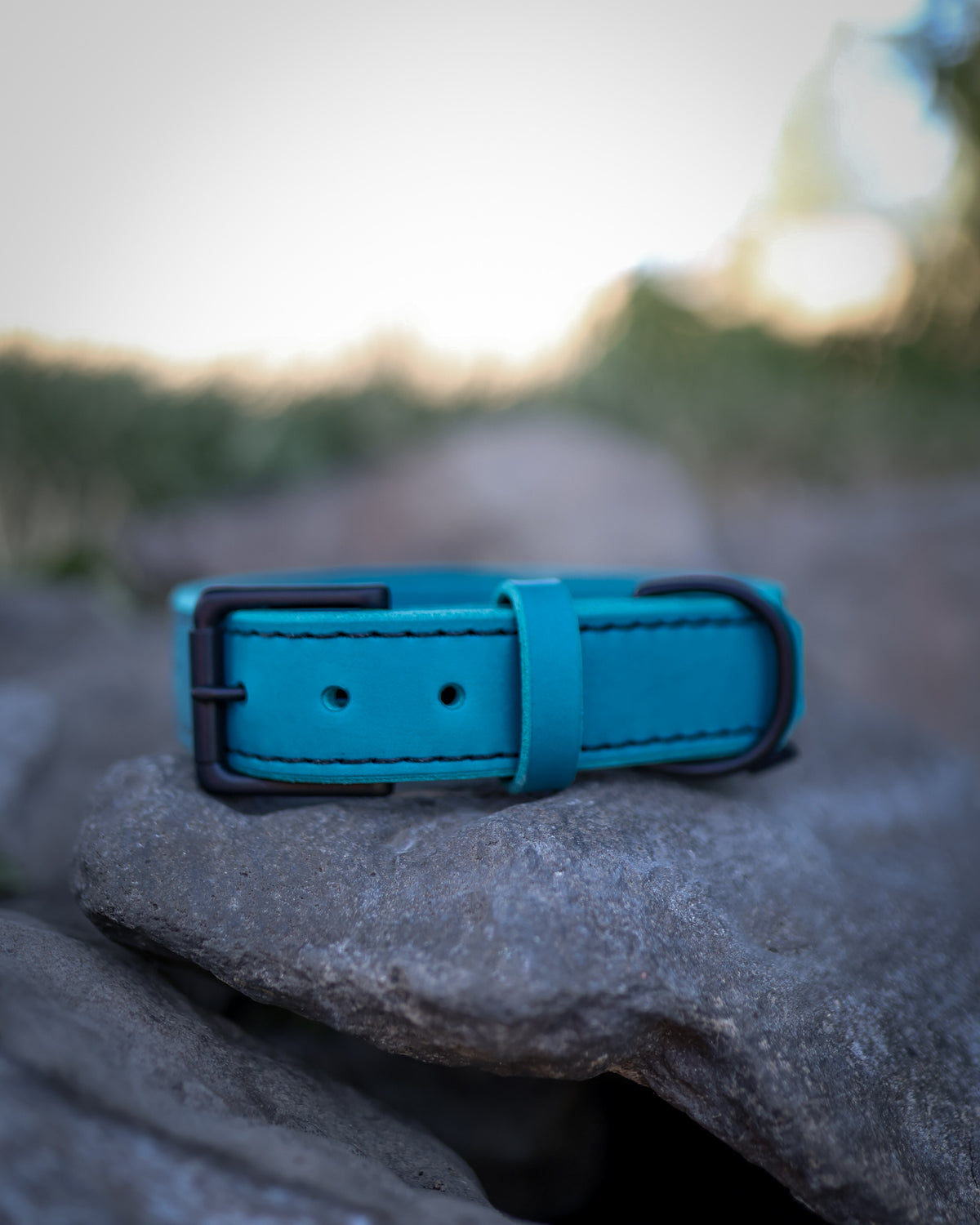 1.5" Teal Collar