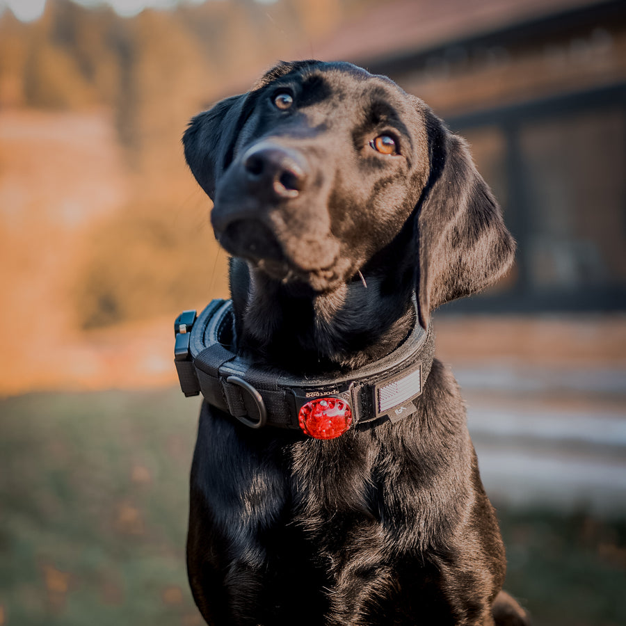 The 1.5" Trigger Collar