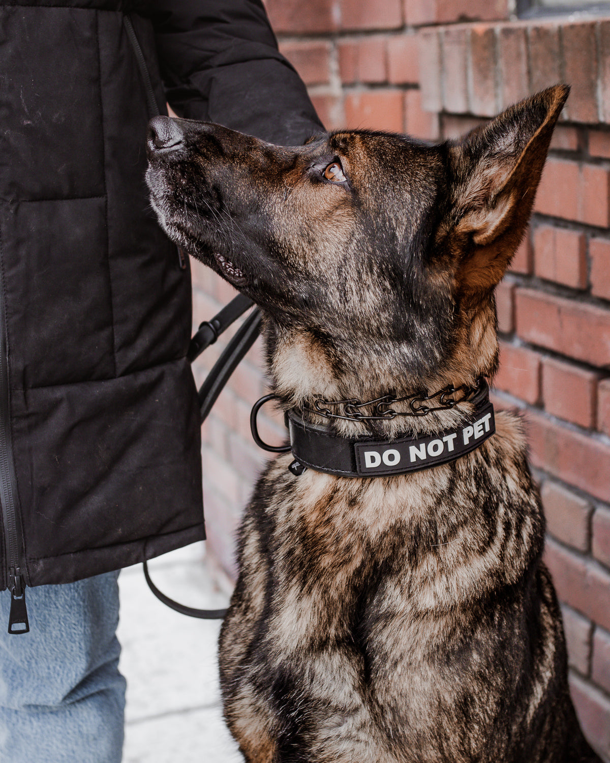 1.5" Black Latigo Collar