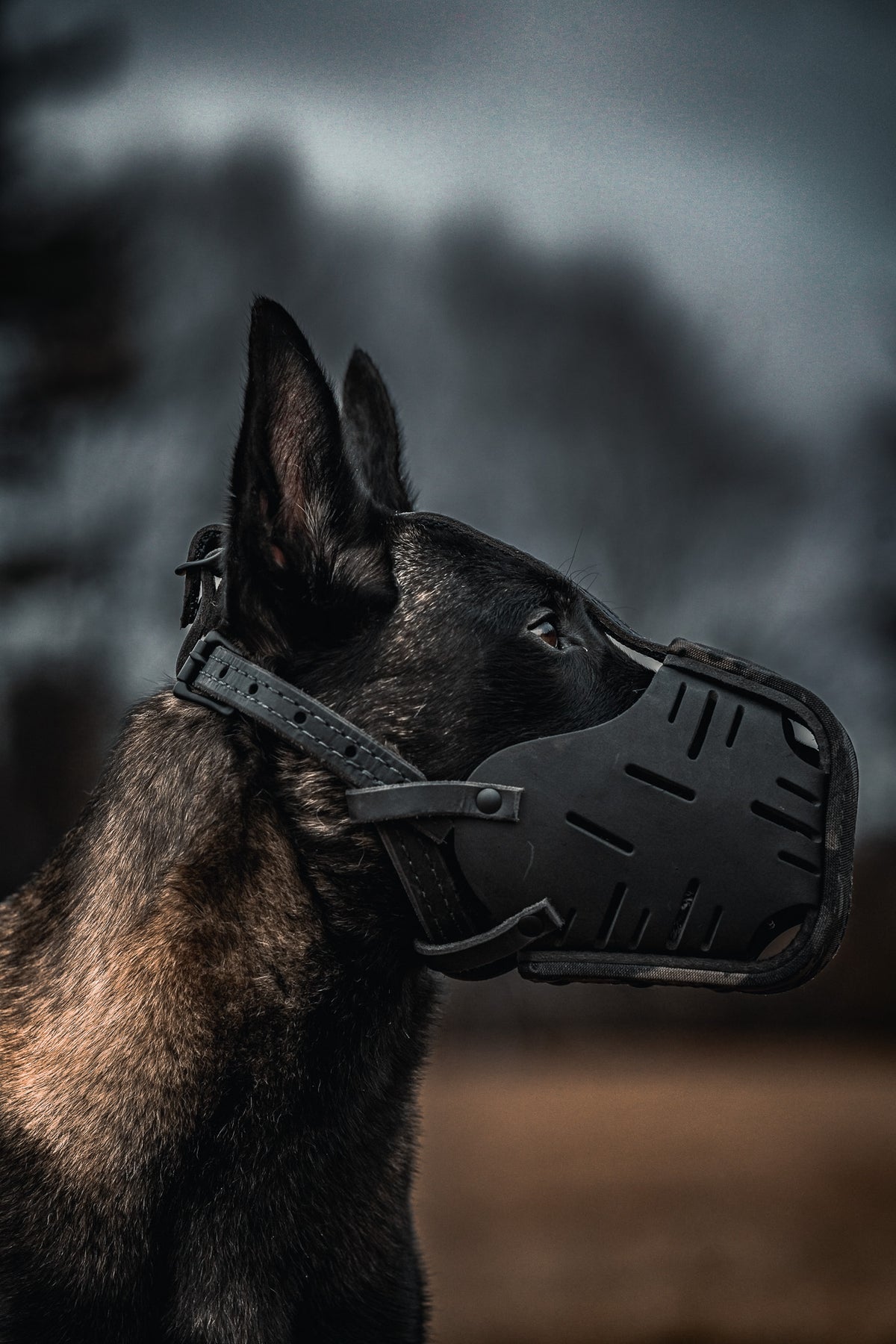 Black Multicam Cordura Wrapped Dog Muzzle