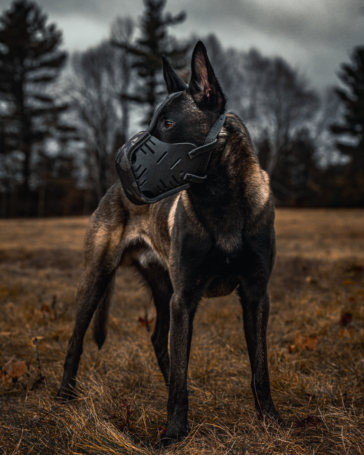 Black Multicam Cordura Wrapped Dog Muzzle