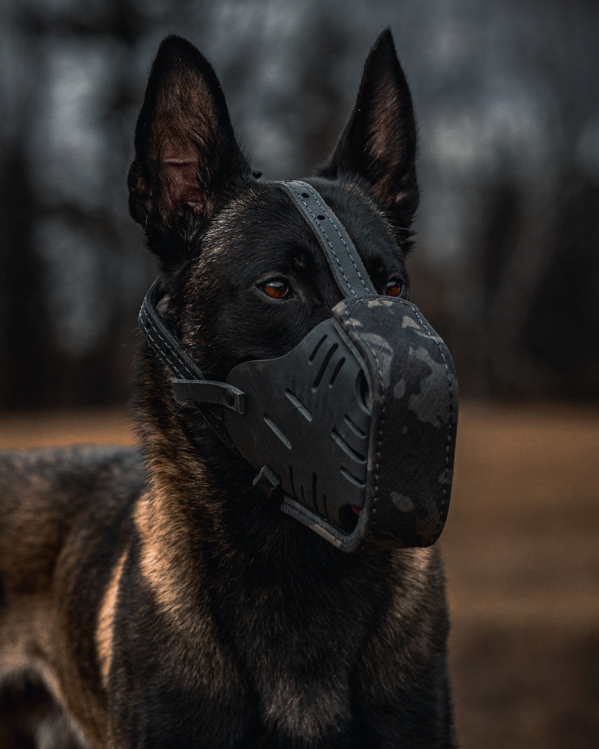 Black Multicam Cordura Wrapped Dog Muzzle