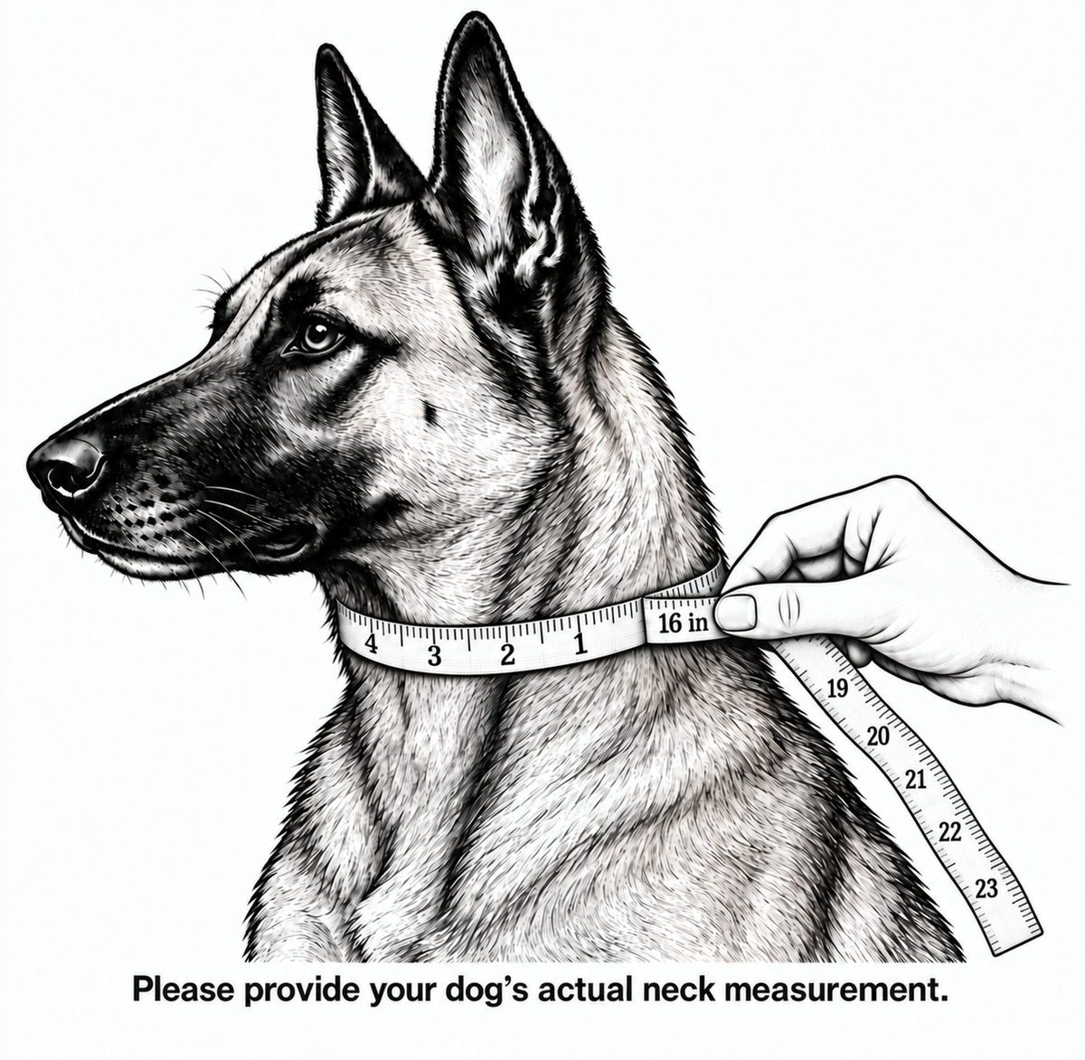 1.5" Black Latigo Collar