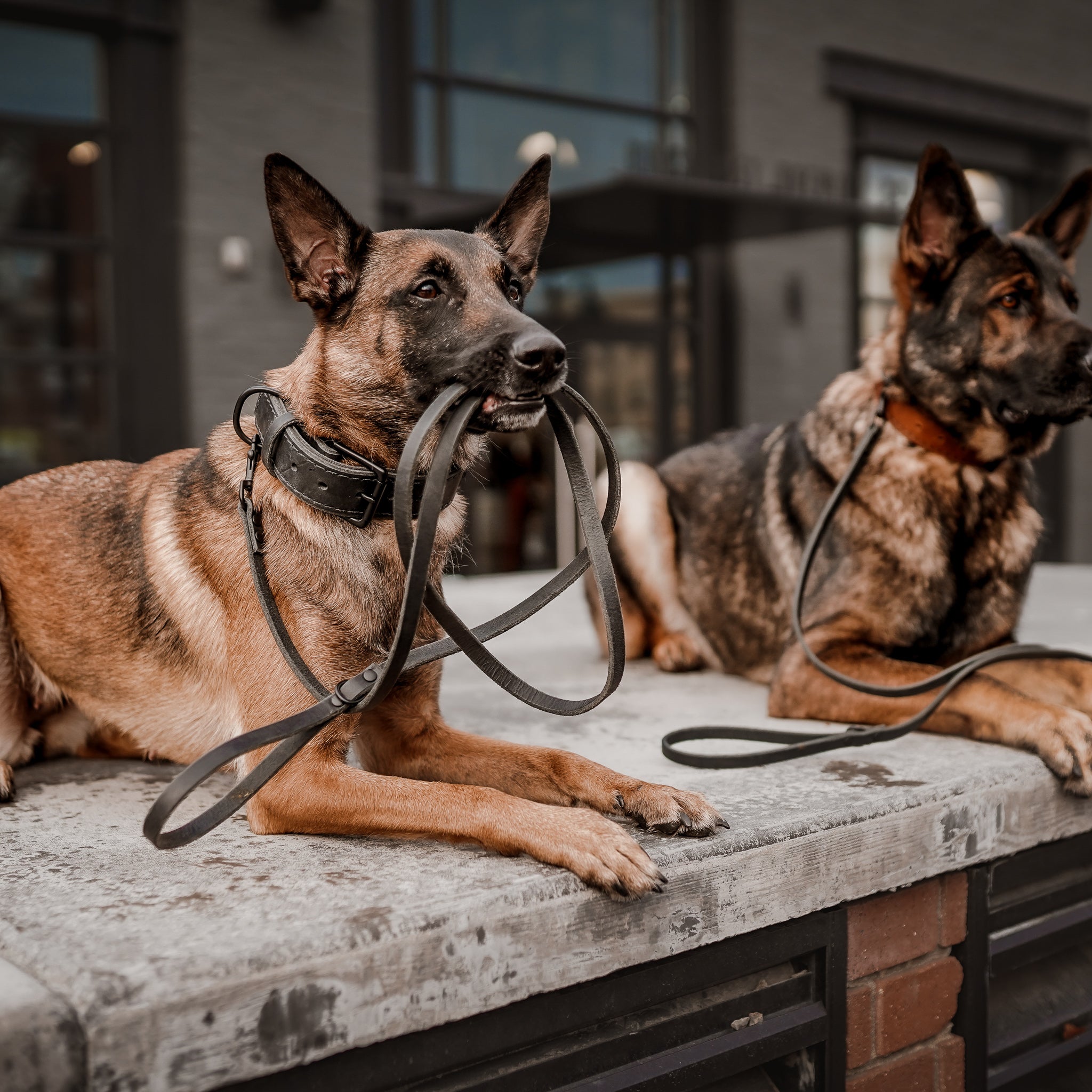 The Everyday Leash – The Golden Ranch