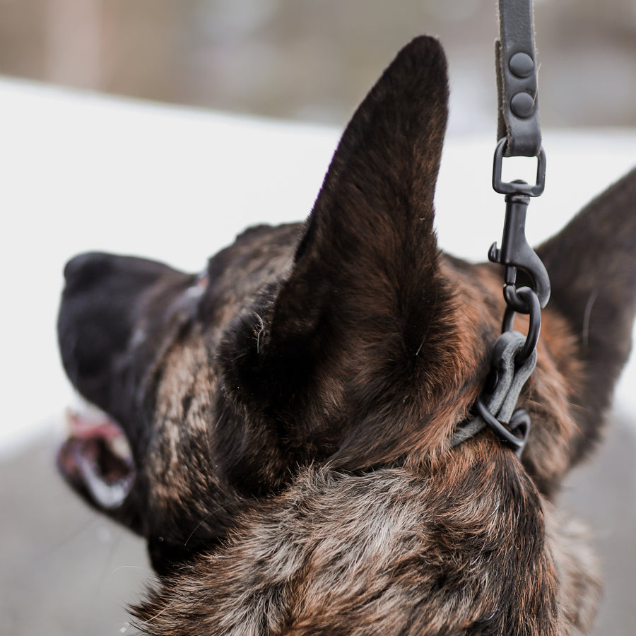 TGR Dominant Dog Collar