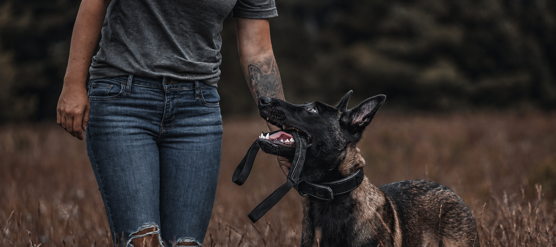 Brindle dog looking up at its handler in a field